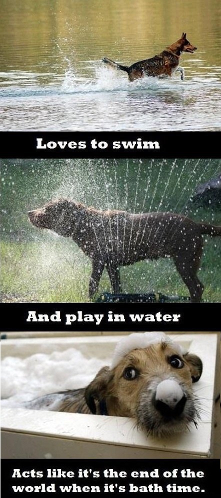 funny-pictures-dogs-logic-water