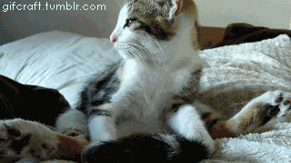 funny-gif-cat-yoga-time
