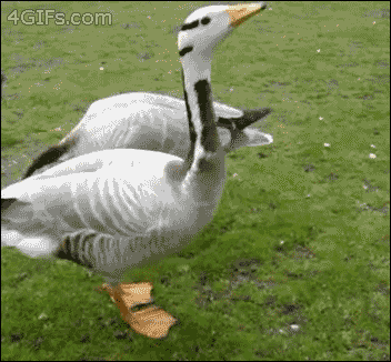 funny-gif-duck-bread-scrumbs