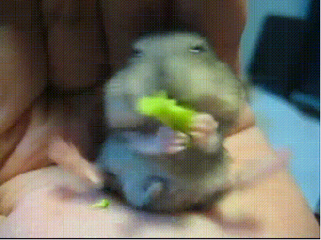 funny-gif-hamster-broccoli