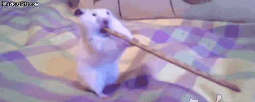 funny-gif-hamster-doesnt-give-up