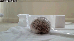 funny-gif-hedgehog-miley-cyrus-wreckling-ball