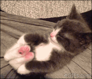funny-gif-kitten-cute-sleep