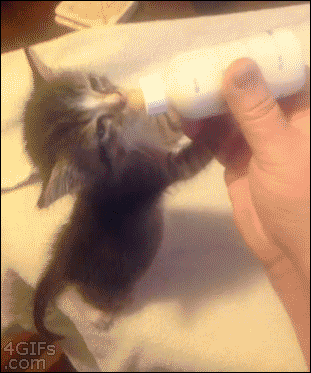 funny-gif-kitty-day