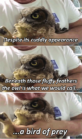 funny-gif-owl-bird-of-prey