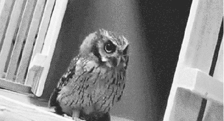 funny-gif-owl-what-is-it