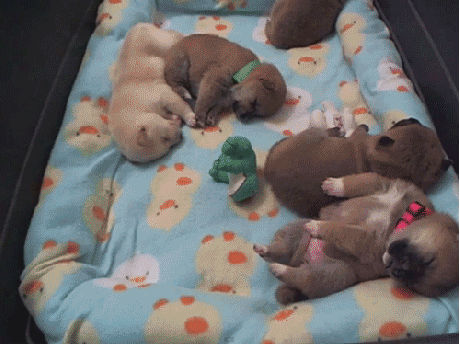 funny-gif-puppies-sleeping-cute