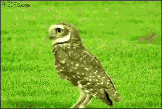 funny-gif-sneaky-owl