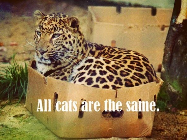 funny-picture-all-cats-are-the-same