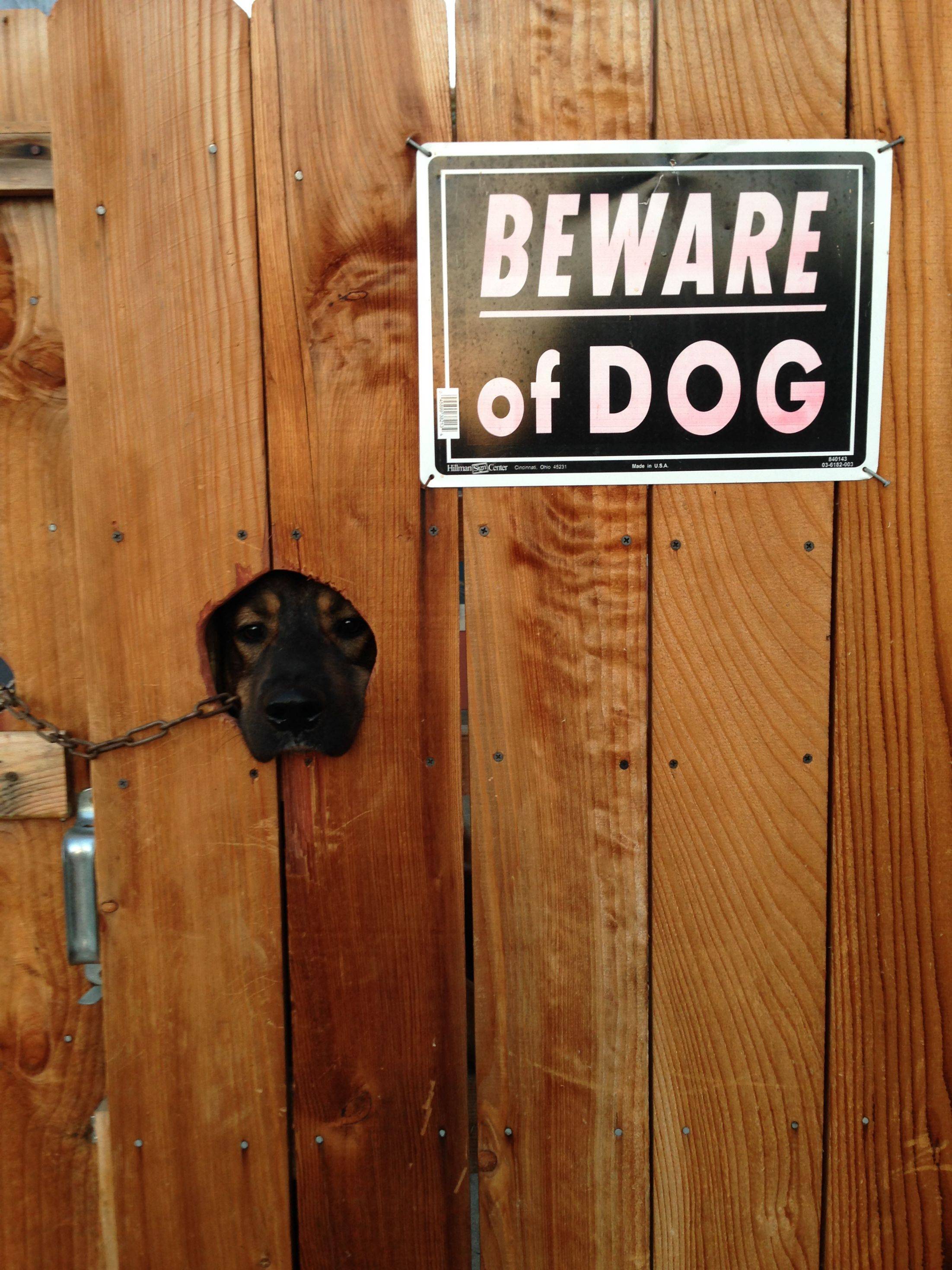 funny-picture-beware-a-dog