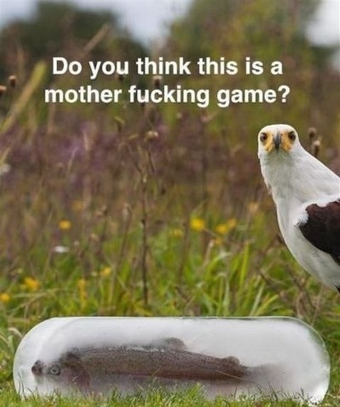 funny-picture-bird-motherfucking-game
