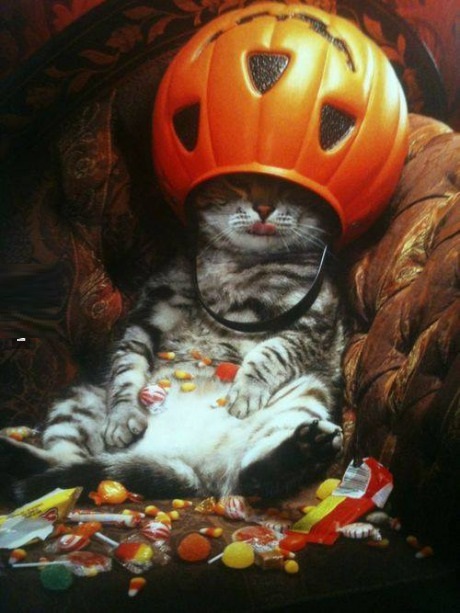 funny-picture-cat-halloween-pumpkin