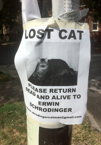 funny-picture-cat-lost-schrodinger