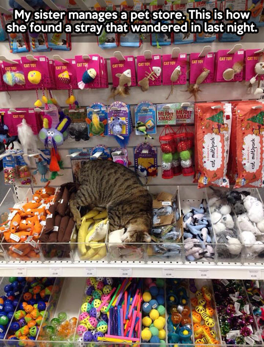 funny-picture-cat-pet-store-heaven