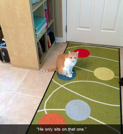 funny-picture-cat-thats-his-spot