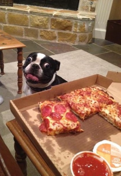 funny-picture-dog-pizza-mad-eyes