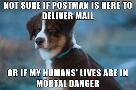 funny-picture-dog-postman-danger