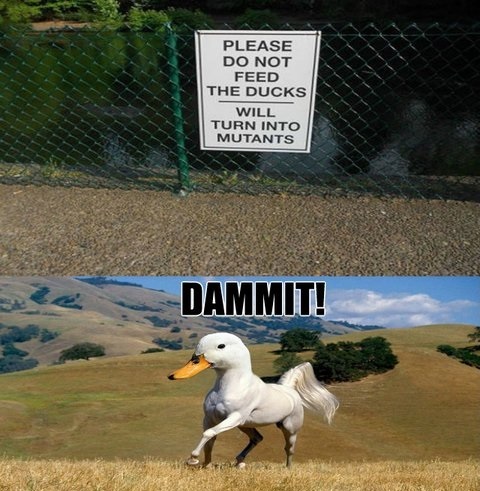 funny-picture-duck-mutants