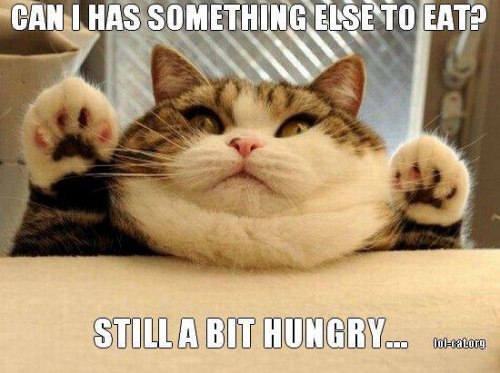 funny-picture-fat-cat-eat-hungry