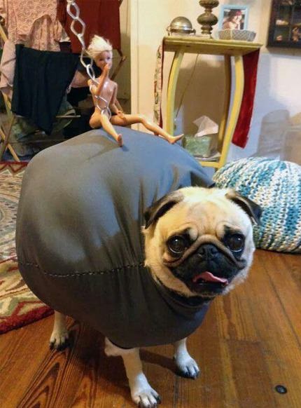funny-picture-halloween-costume-wrecking-ball-dog