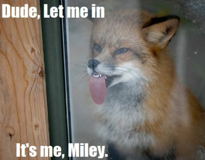 funny-picture-miley-cyrus-fox