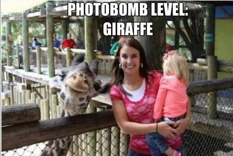 funny-picture-photobomb-giraffe