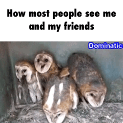 funny-gif-friends-owls