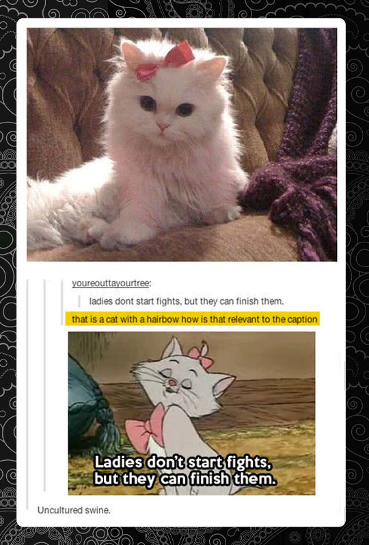 funny-picture-cat-hair-bow-pink-aristocats