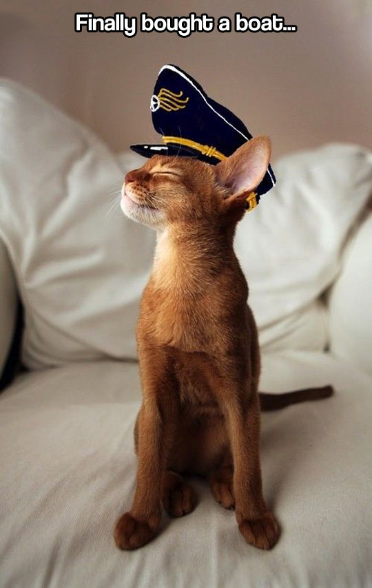 funny-picture-cat-happy-hat-boat