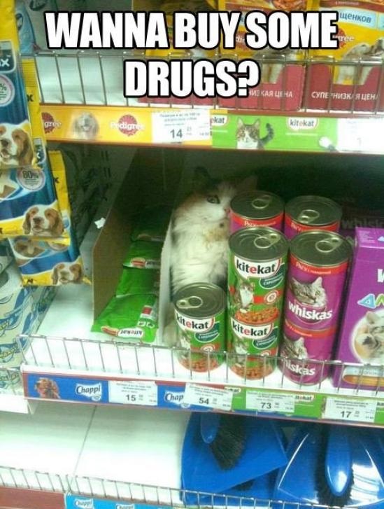 funny-picture-cat-wanna-buy-some-drugs