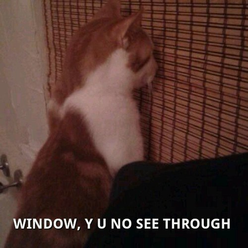 funny-picture-cat-window-stare