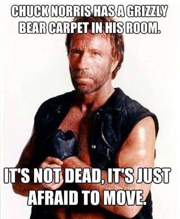funny-picture-chuck-norris-bear-carpet