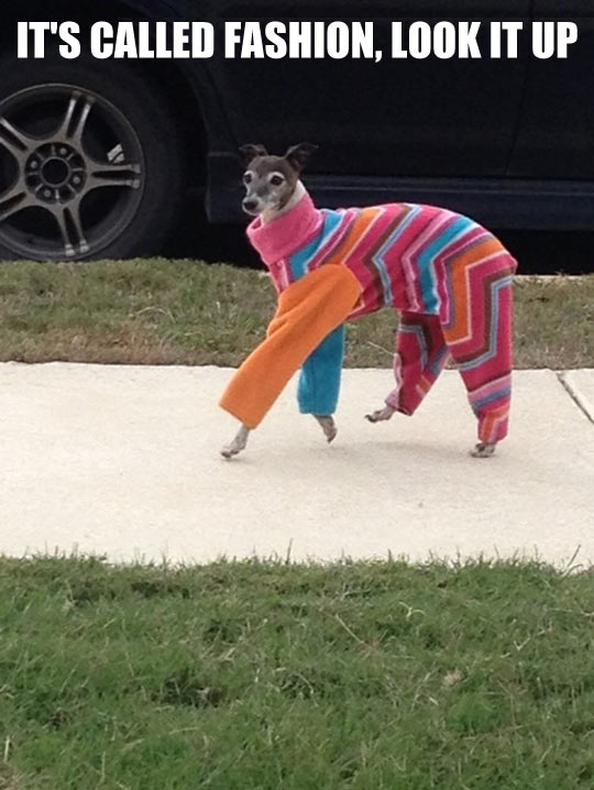 funny-picture-dog-fashion-colour-sweater-street