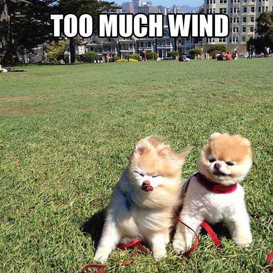 funny-picture-dog-grass-wind-park