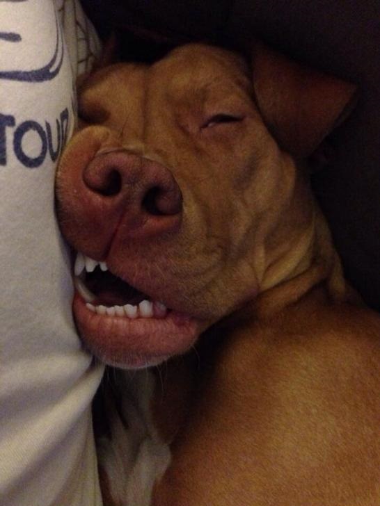 funny-picture-dog-nap-time