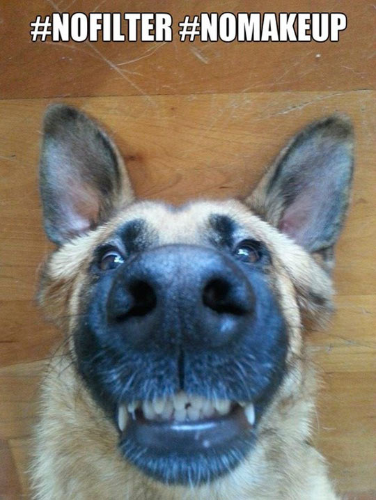 funny-picture-dog-stare-floor-ears-snout