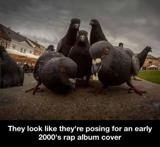 funny-picture-doves-photo-street-pose