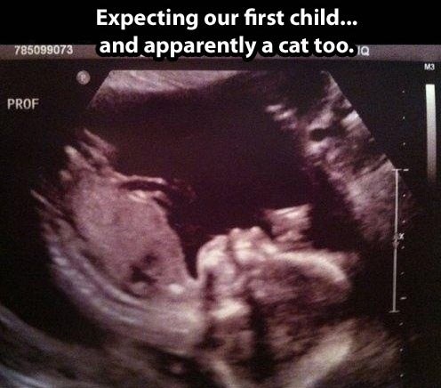 funny-picture-expecting-child-cat