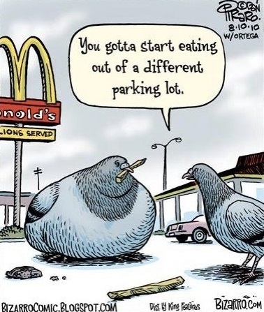 funny-picture-fat-pigeon-mcdonalds