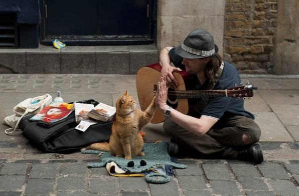 funny-picture-guitarist-cat-high-five