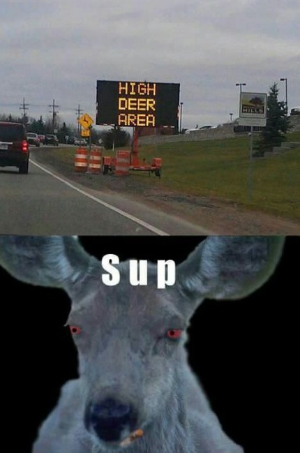 funny-picture-high-deer-area