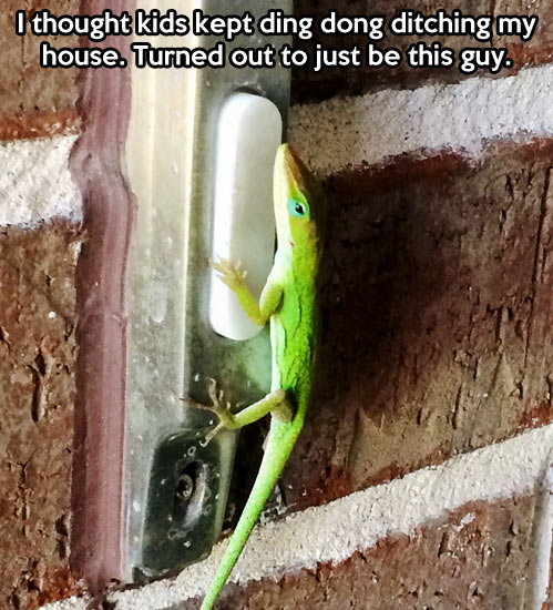 funny-picture-lizard-house-ring-kids