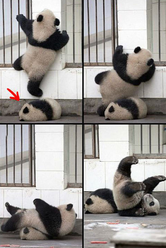 funny-picture-panda-sleeping-falling
