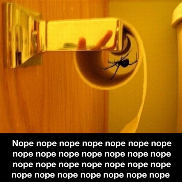 funny-picture-spider-nope