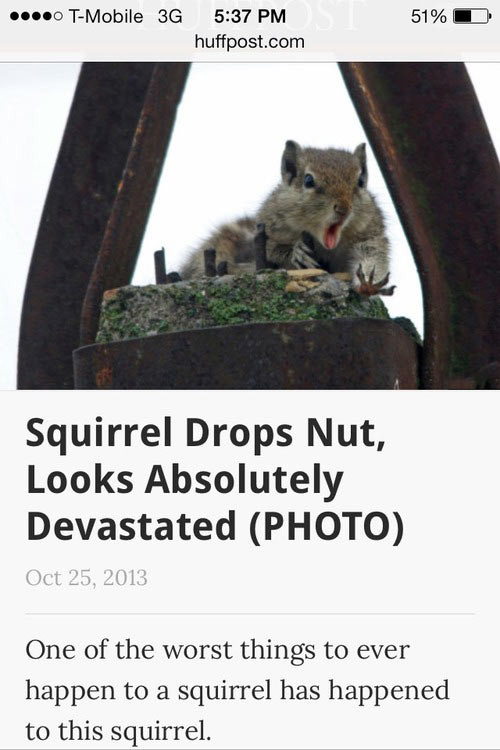 funny-picture-squirrel-nut-drops-devastated