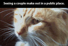 funny-gif-cat-couple-public-place