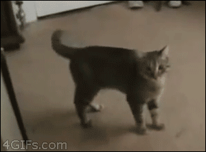 funny-gif-cat-freak-out