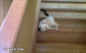 funny-gif-cat-lazy-stairs