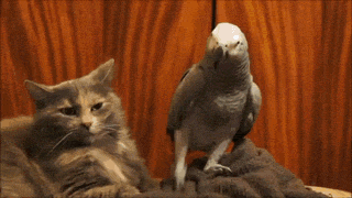 funny-gif-cat-parrot-why-so-serious