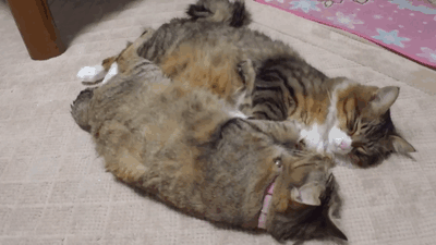 funny-gif-cats-gif-sleeping-waking-up